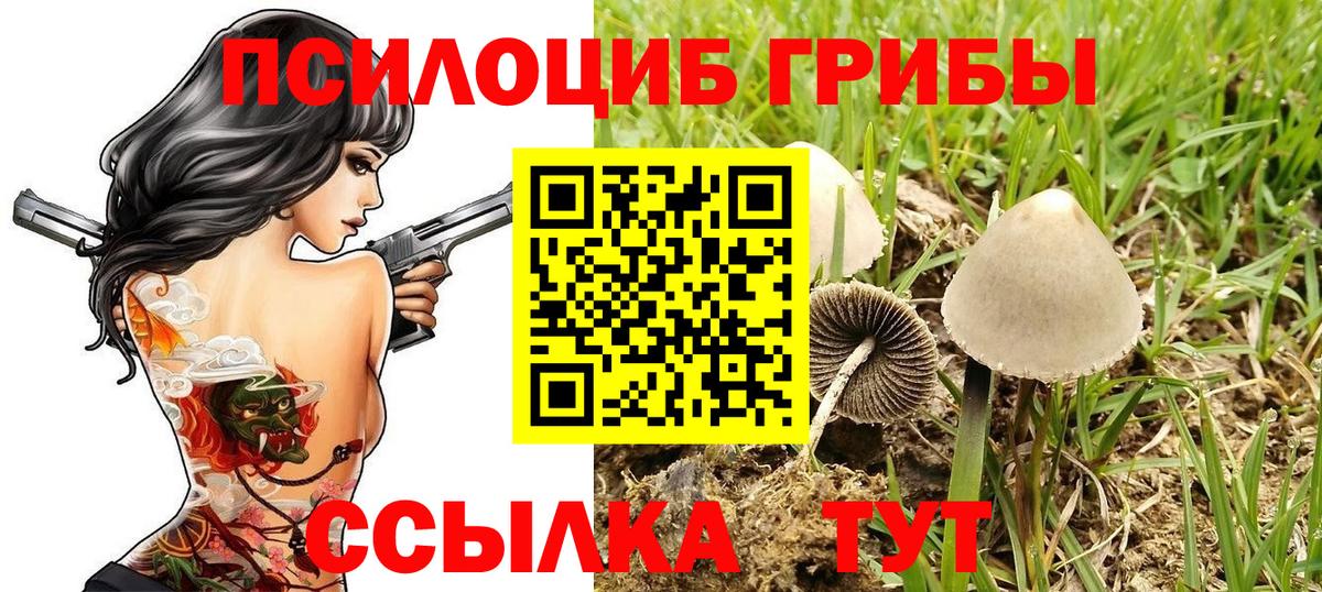 Камышин  Галлюциногенные грибы MAGIC MUSHROOMS  купить наркотики цена  Вход с VPN 